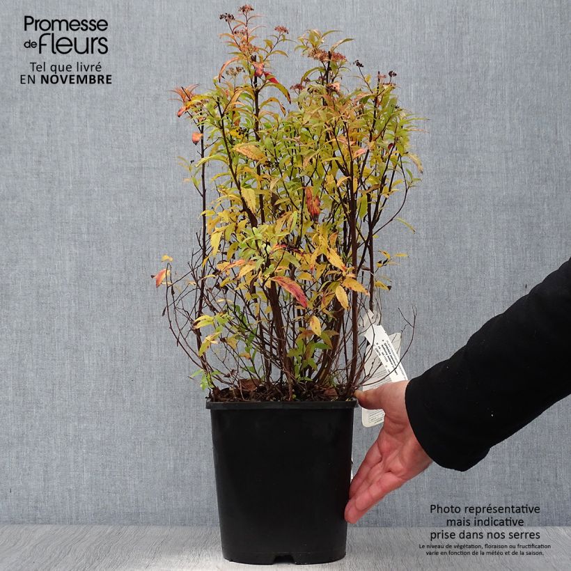 Ejemplar de Espirea japonica Anthony Waterer - Espirea del Japón Maceta 4L/5L entregado en otoño