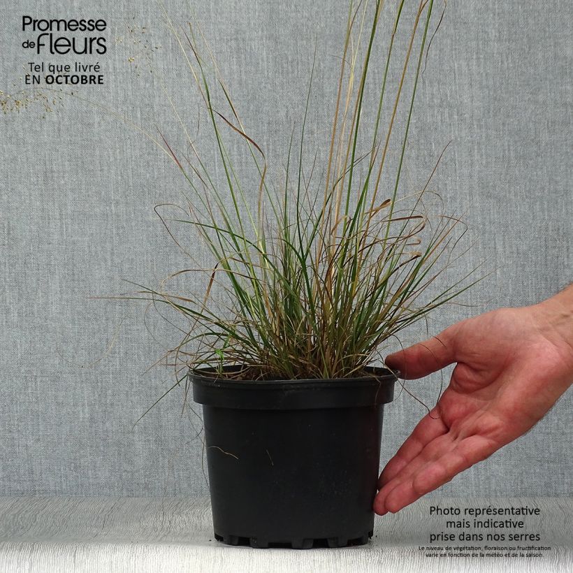 Ejemplar de Sporobolus heterolepis Maceta 2L/3L entregado en otoño