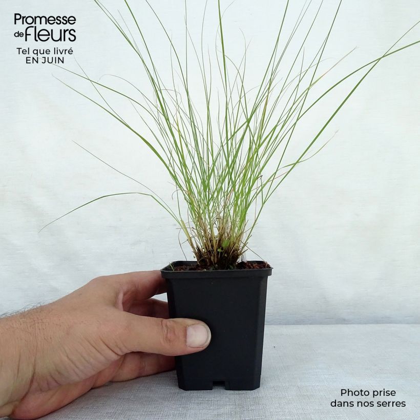 Ejemplar de Sporobolus heterolepis Wisconsin Strain Maceta de 8/9 cm entregado en verano