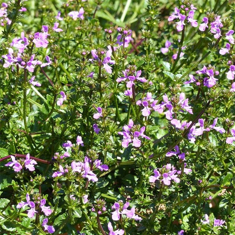 Stachys Lilac Falls (Floración)
