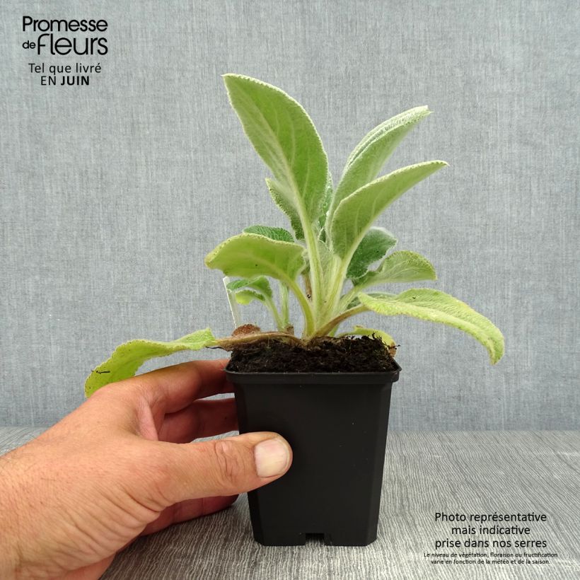 Ejemplar de Stachys byzantina Big Ears - Oreja de liebre Maceta de 8/9 cm entregado en verano