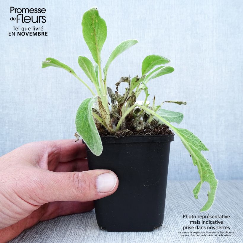 Ejemplar de Stachys byzantina - Oreja de liebre Maceta de 8/9 cm entregado en otoño