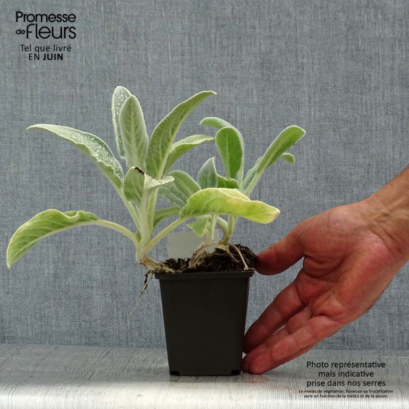 Ejemplar de Stachys byzantina - Oreja de liebre Maceta de 8/9 cm entregado en verano