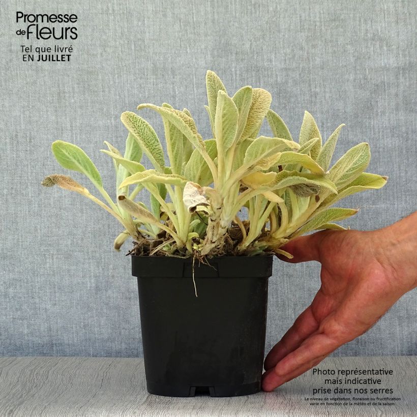 Ejemplar de Stachys byzantina - Oreja de liebre Maceta 2L/3L entregado en verano