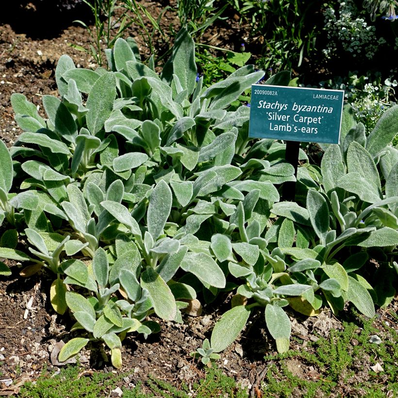 Stachys byzantina Silver Carpet - Oreja de liebre (Porte)