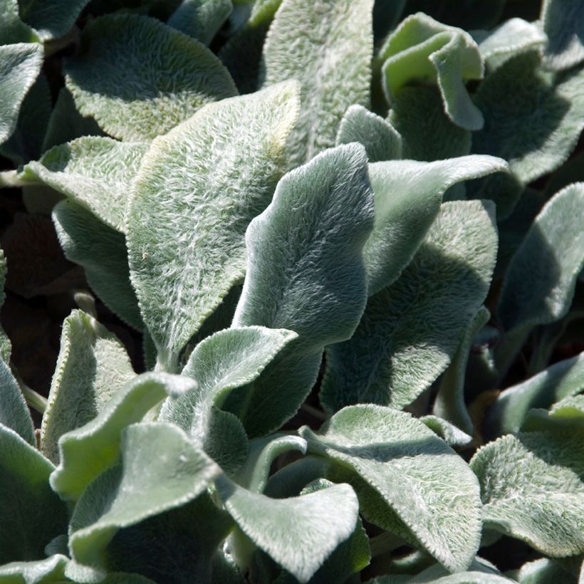 Stachys byzantina Silver Carpet - Oreja de liebre (Follaje)