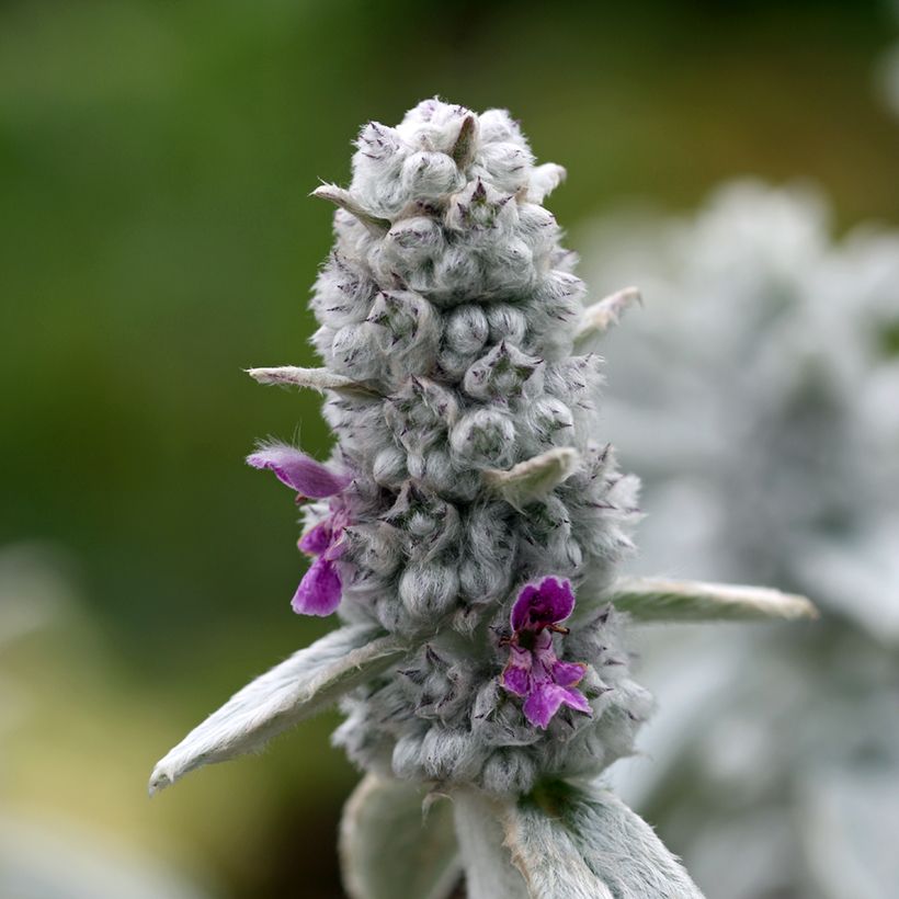 Stachys byzantina Silver Carpet - Oreja de liebre (Floración)
