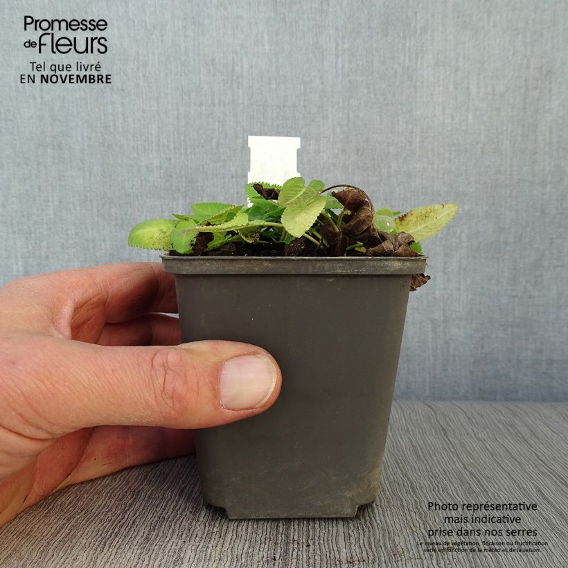 Ejemplar de Stachys monieri Hummelo Maceta de 8/9 cm entregado en otoño