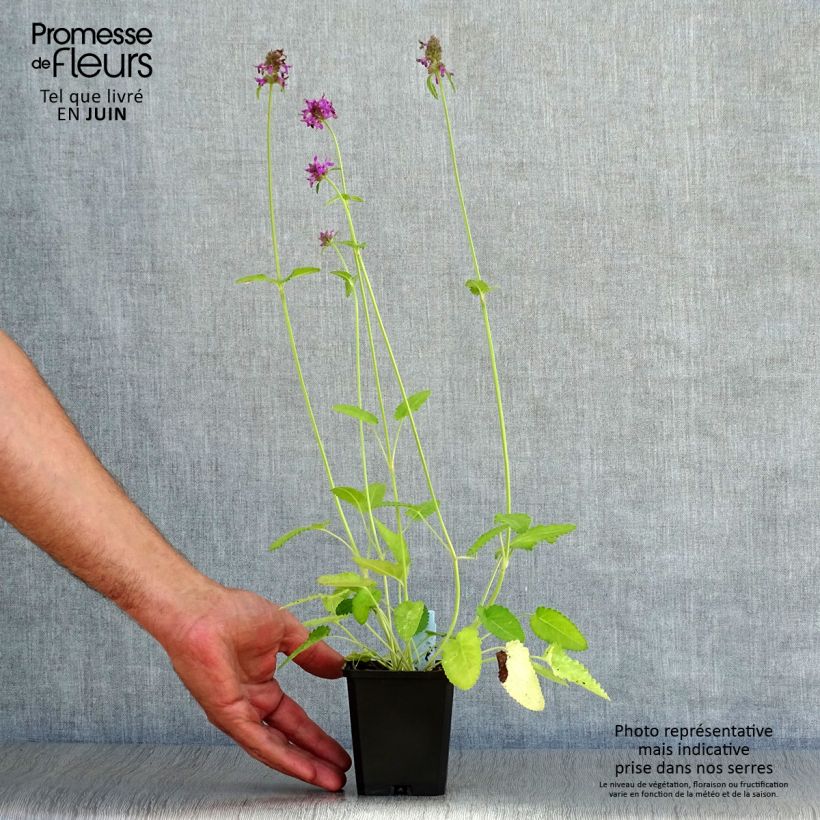 Ejemplar de Stachys monieri Hummelo - Epiaire Godet de 9cm entregado en verano