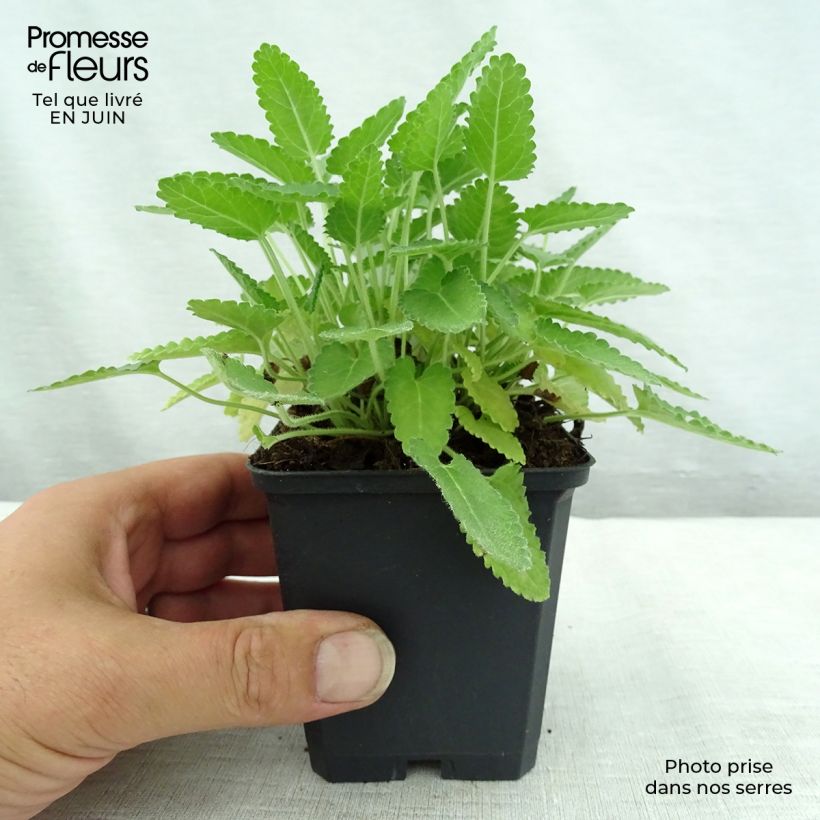 Ejemplar de Stachys monieri Rosea - Epiaire Godet de 9cm entregado en verano