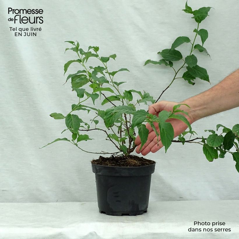 Ejemplar de Stachyurus chinensis Celina en pot de 3/4L entregado en verano