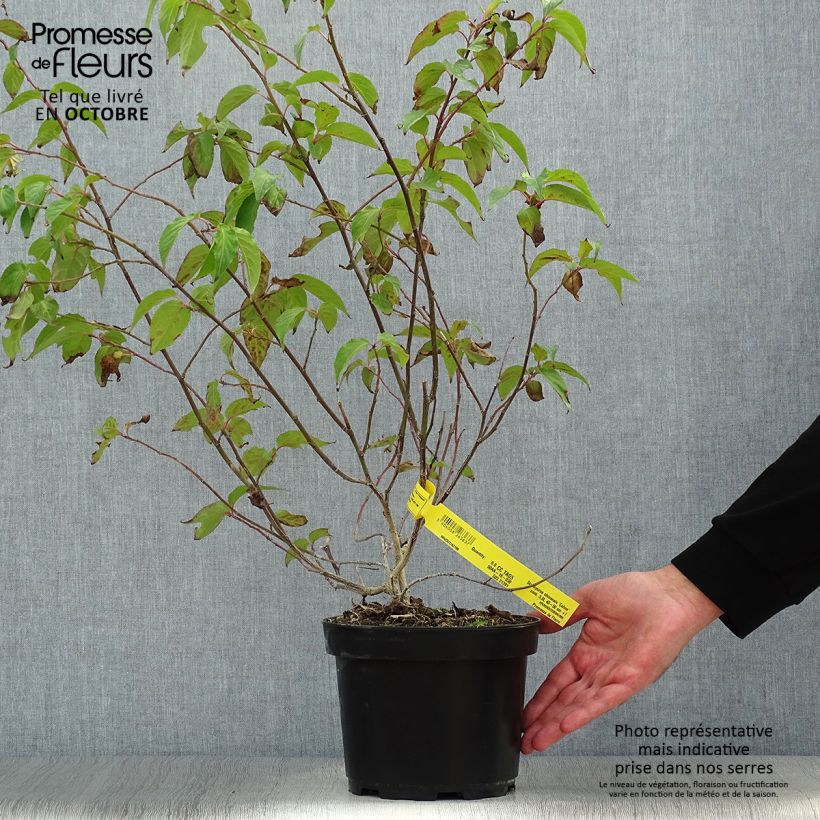 Ejemplar de Stachyurus chinensis Celina Maceta 3L/4L entregado en otoño