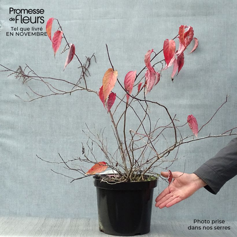Ejemplar de Stachyurus chinensis Joy Forever Maceta 7,5L/10L entregado en otoño