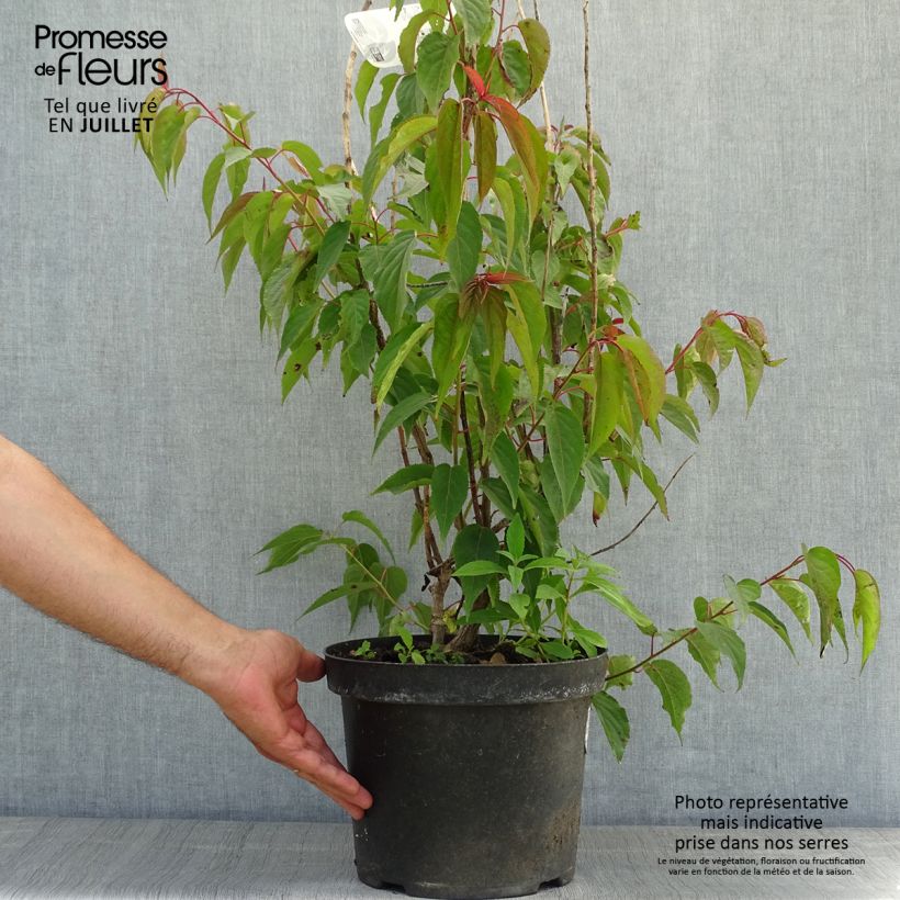Ejemplar de Stachyurus praecox Pot de 2L/3L entregado en verano