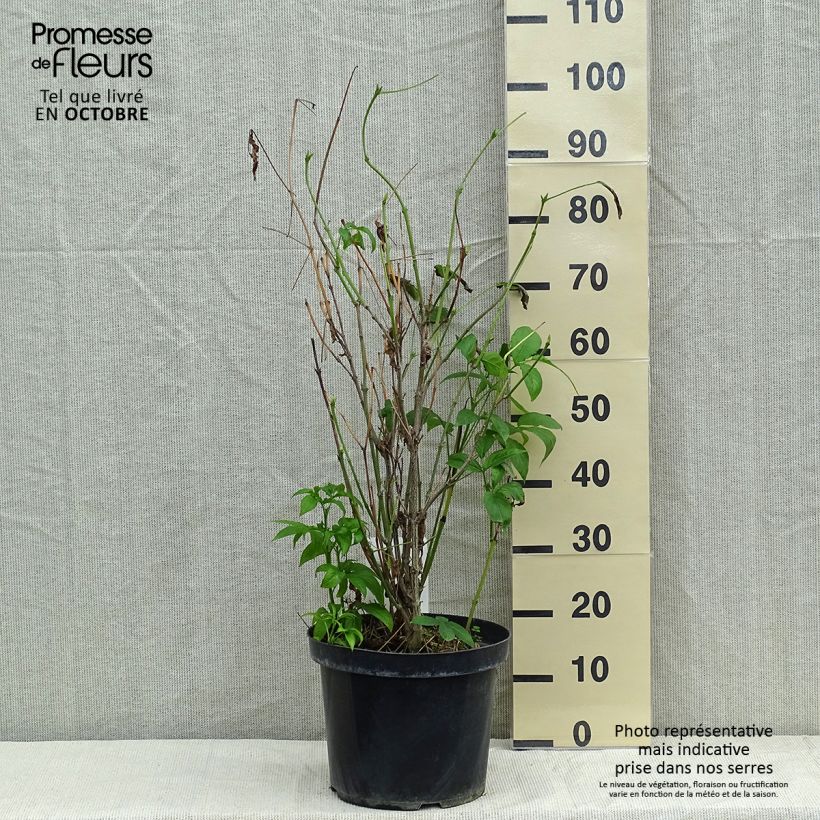 Ejemplar de Staphylea colchica Maceta 7,5L/10L entregado en otoño
