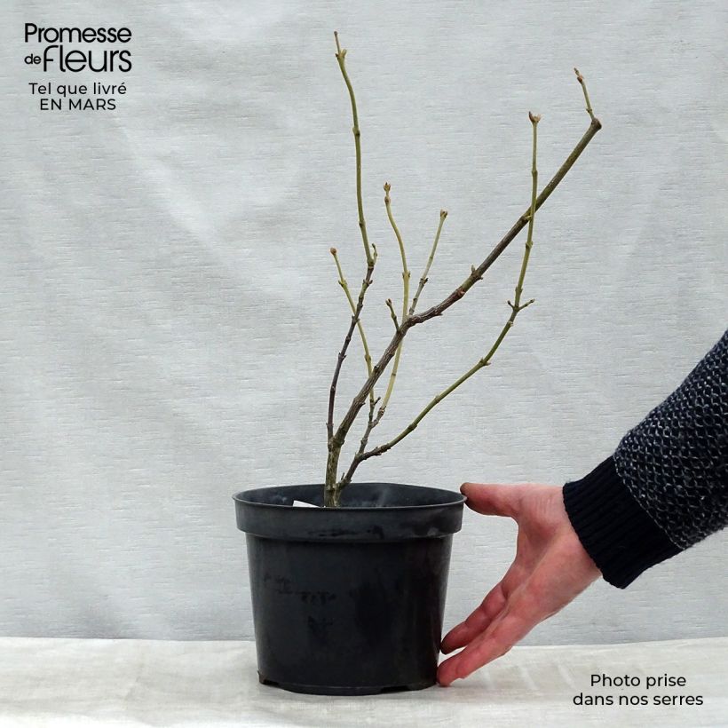 Piñón vejiga europeo - Staphylea pinnata Cepellón "listo para plantar"Altura de entrega aprox. 30/40cm Ejemplar entregado en la primavera
