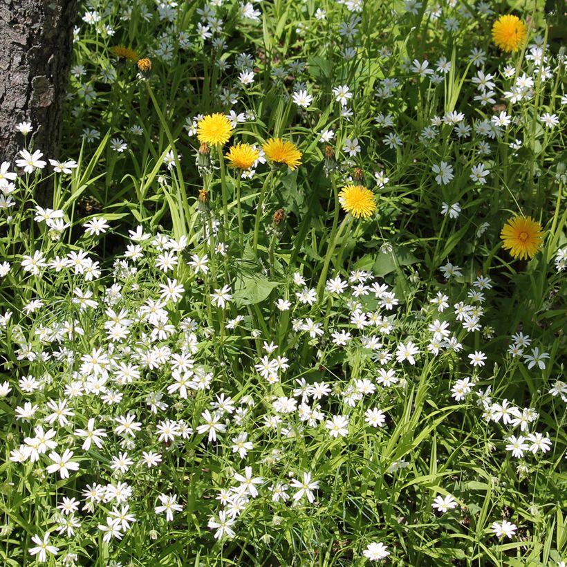 Stellaria holostea - Estrellada (Porte)