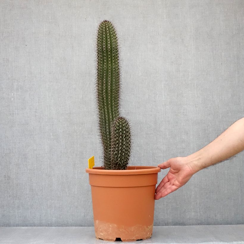 Stenocereus thurberi - Cactus orgue - Pot de 7,5L/10L Ejemplar entregado en la primavera