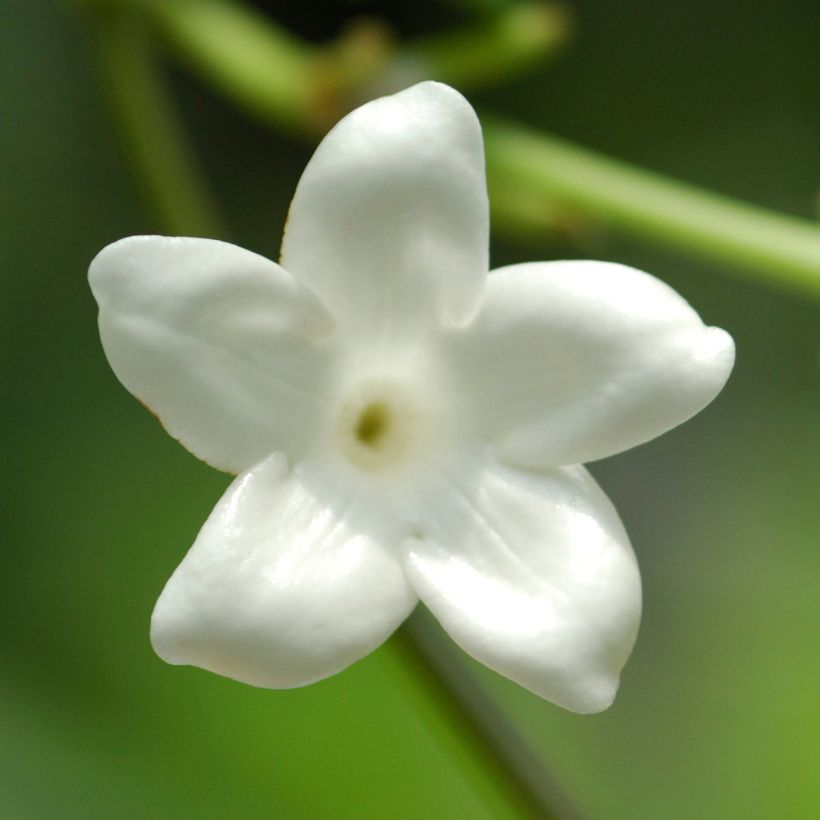 Stephanotis jasminoides - Jazmín de Madagascar (Floración)