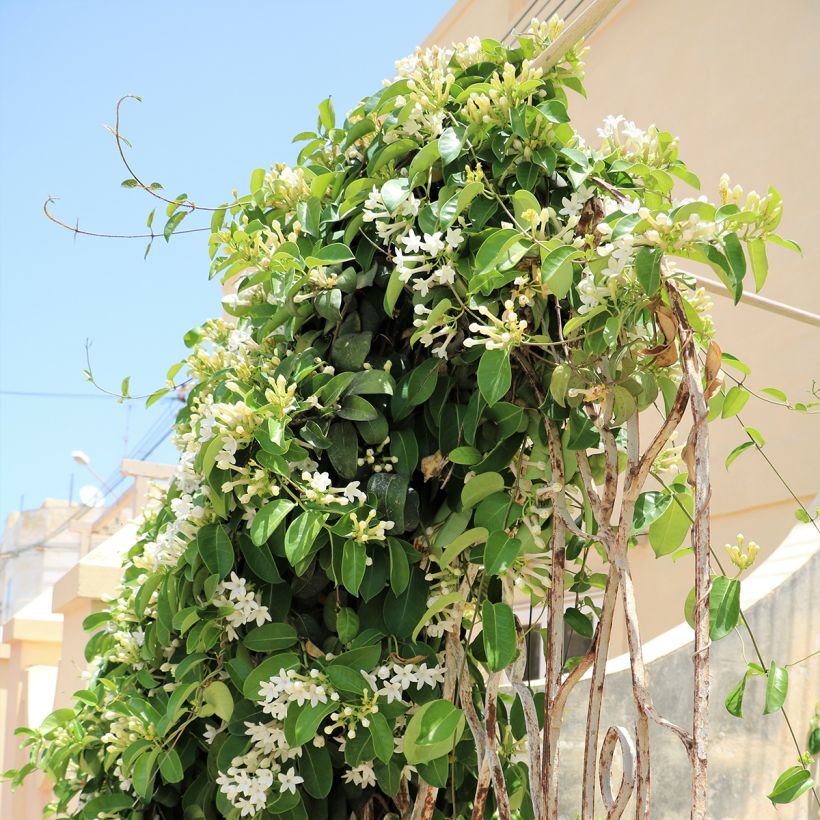 Stephanotis jasminoides - Jazmín de Madagascar (Porte)