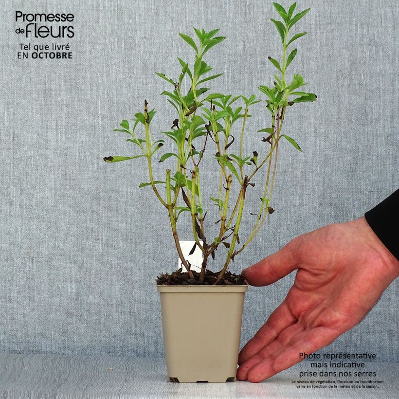 Ejemplar de Estevia - Stevia rebaudiana Maceta de 8/9 cm entregado en otoño