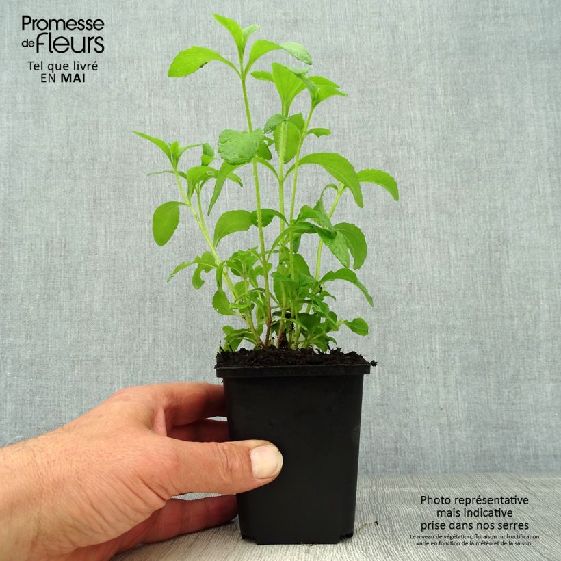 Estevia - Stevia rebaudiana Maceta de 8/9 cm Ejemplar entregado en la primavera