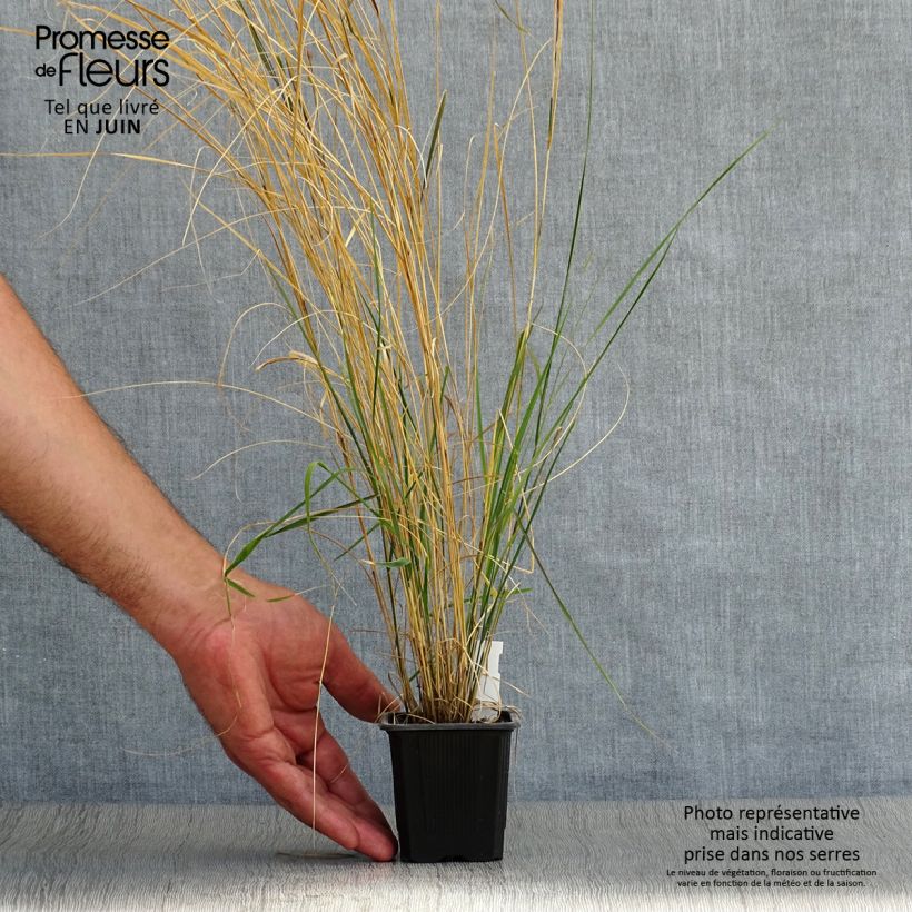 Ejemplar de Stipa arundinacea - Anemanthele lessoniana godet de 9cm entregado en verano
