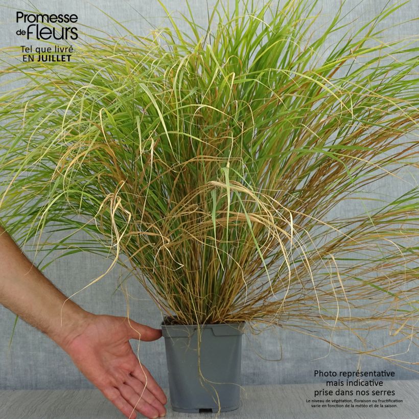 Ejemplar de Stipa arundinacea - Anemanthele lessoniana pot de 2L entregado en verano