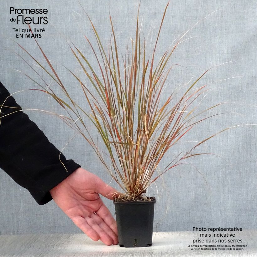 Stipa arundinacea Sirocco Maceta de 8/9 cm Ejemplar entregado en la primavera