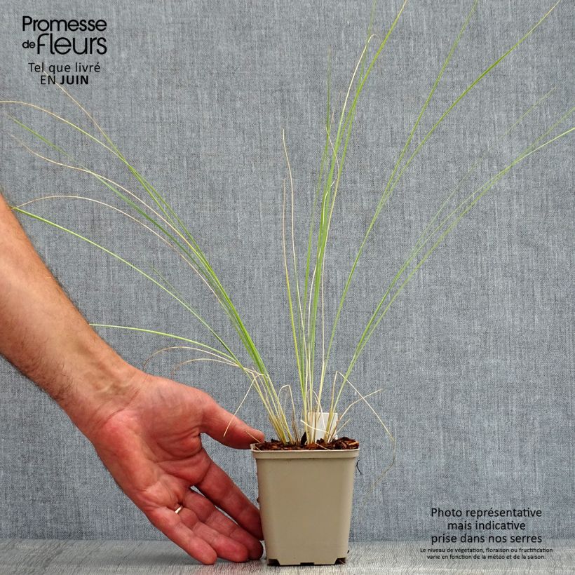 Ejemplar de Stipa barbata Maceta de 7/8 cm entregado en verano