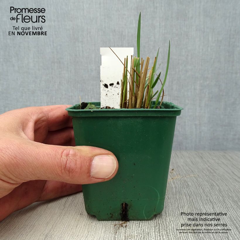 Ejemplar de Stipa calamagrostis Maceta de 8/9 cm entregado en otoño