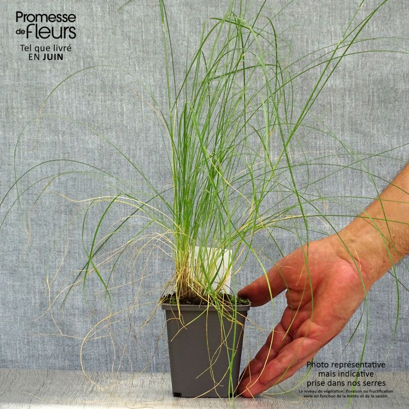 Ejemplar de Stipa capillata - Stipe capillaire en godet de 9 cm entregado en verano