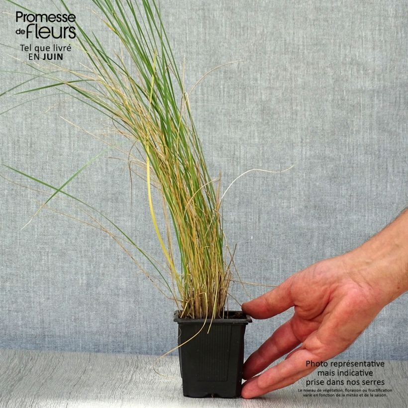 Ejemplar de Stipa gigantea - Stipe géante en godet de 9 cm entregado en verano