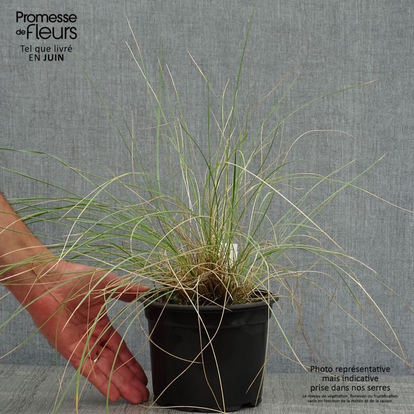 Ejemplar de Stipa gigantea - Stipe géante en pot de 2L/3L entregado en verano