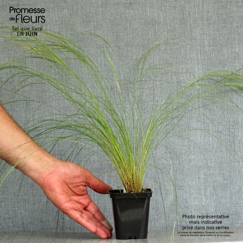 Ejemplar de Stipa pennata en godet de 8/9cm entregado en verano