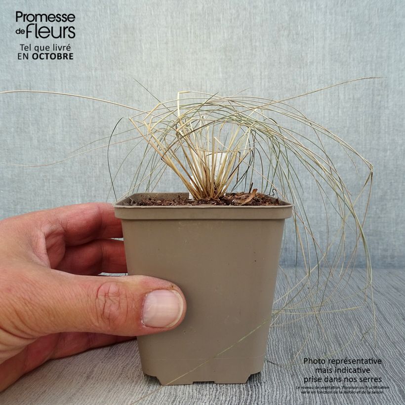 Ejemplar de Stipa pulcherrima Maceta de 8/9 cm entregado en otoño