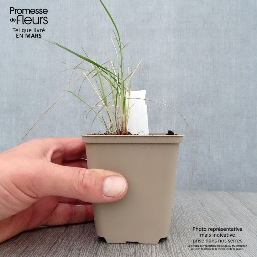 Stipa pulcherrima - Stipe admirable Godet de 9cm Ejemplar entregado en la primavera