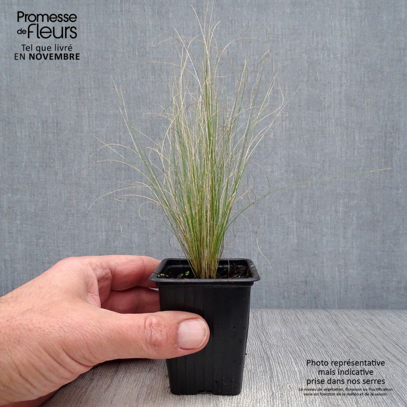Ejemplar de Stipa tenuifolia - Estipa Maceta de 7/8 cm entregado en otoño