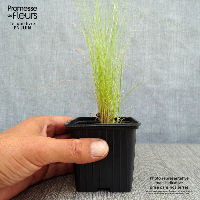 Ejemplar de Stipa tenuifolia - Estipa Maceta de 7/8 cm entregado en verano