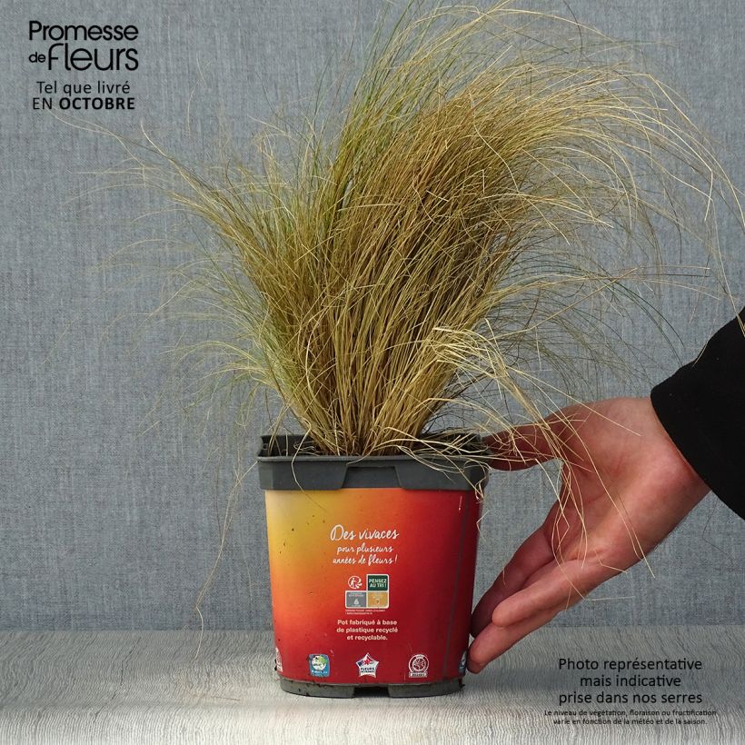 Ejemplar de Stipa tenuifolia - Estipa Maceta 2L/3L entregado en otoño