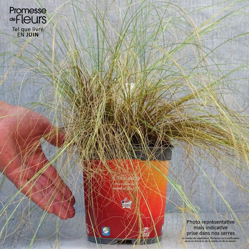 Ejemplar de Stipa tenuifolia - Estipa Maceta 2L/3L entregado en verano