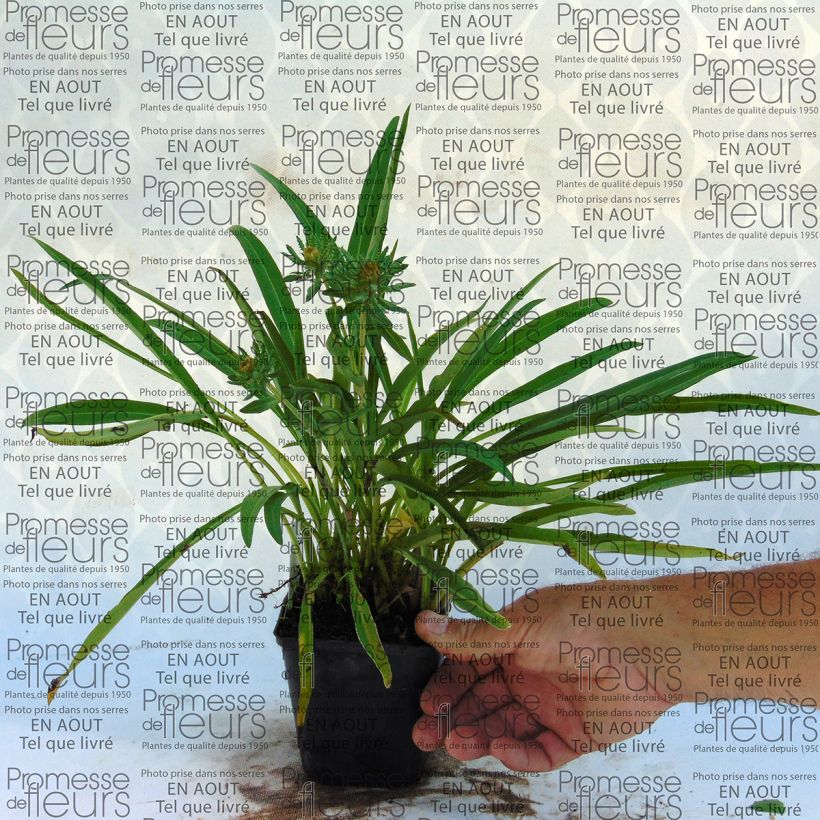 Ejemplo de ejemplar de Stokesia laevis Mary Gregory Maceta de 8/9 cm tal y como se entrega