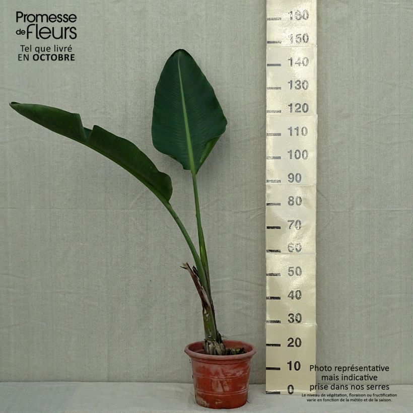 Ejemplar de Strelitzia augusta Maceta 6L/7L entregado en otoño