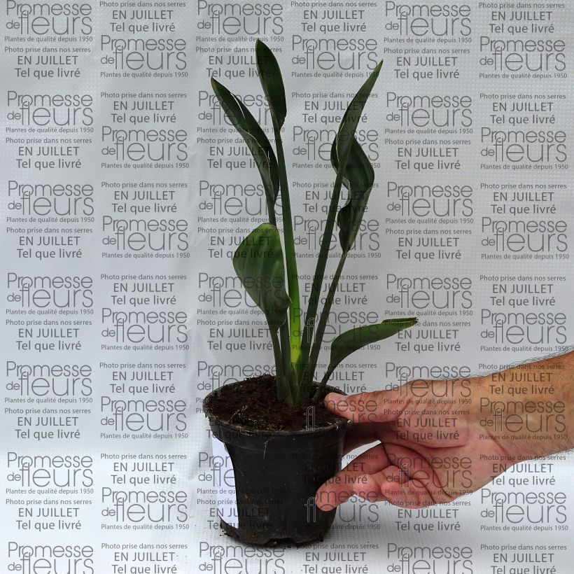 Ejemplar de Strelitzia juncea Maceta de 12 cm / 13 cm entregado en verano