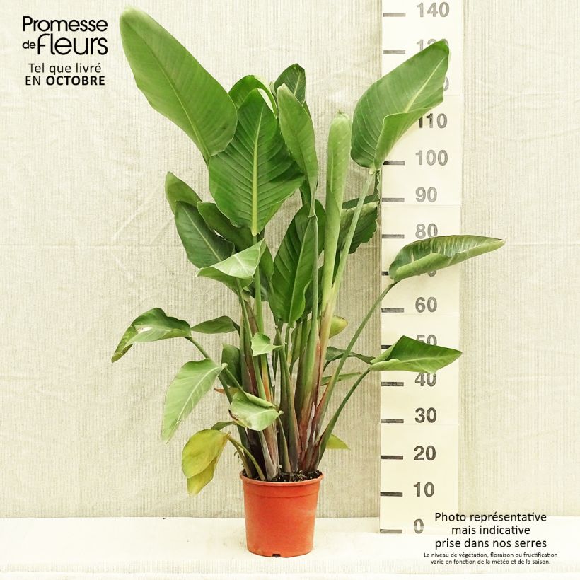 Ejemplar de Strelitzia nicolai - Estrelitzia gigante Maceta 2L/3L entregado en otoño