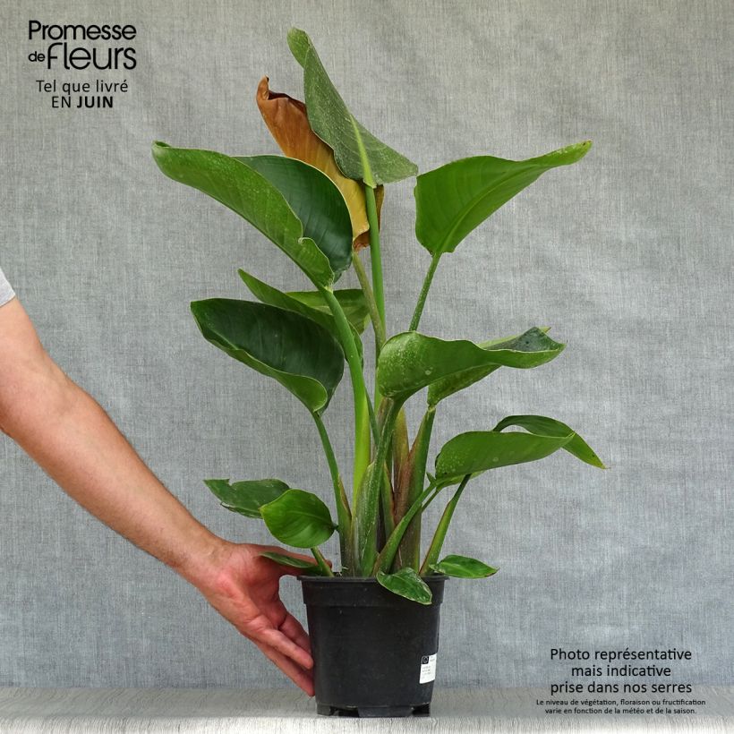 Ejemplar de Strelitzia nicolai - Estrelitzia gigante Maceta 2L/3LAltura de entrega aprox. 40/50cm entregado en verano