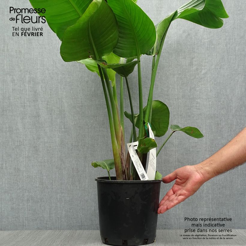 Ejemplar de Strelitzia reginae - Flor ave del Paraíso Maceta 6L/7L entregado en otoño