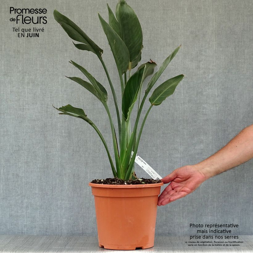Ejemplar de Strelitzia reginae - Flor ave del Paraíso Maceta 2L/3LAltura de entrega aprox. 30/40cm entregado en verano