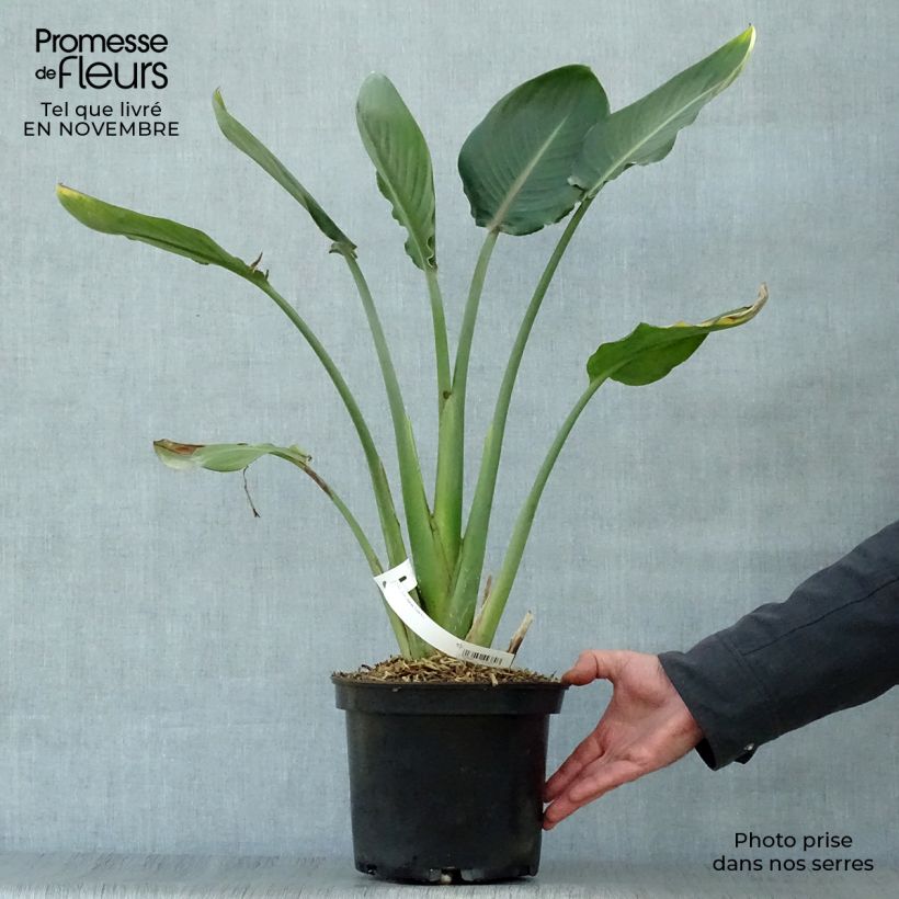 Ejemplar de Strelitzia reginae - Flor ave del Paraíso Maceta 2L/3L entregado en otoño