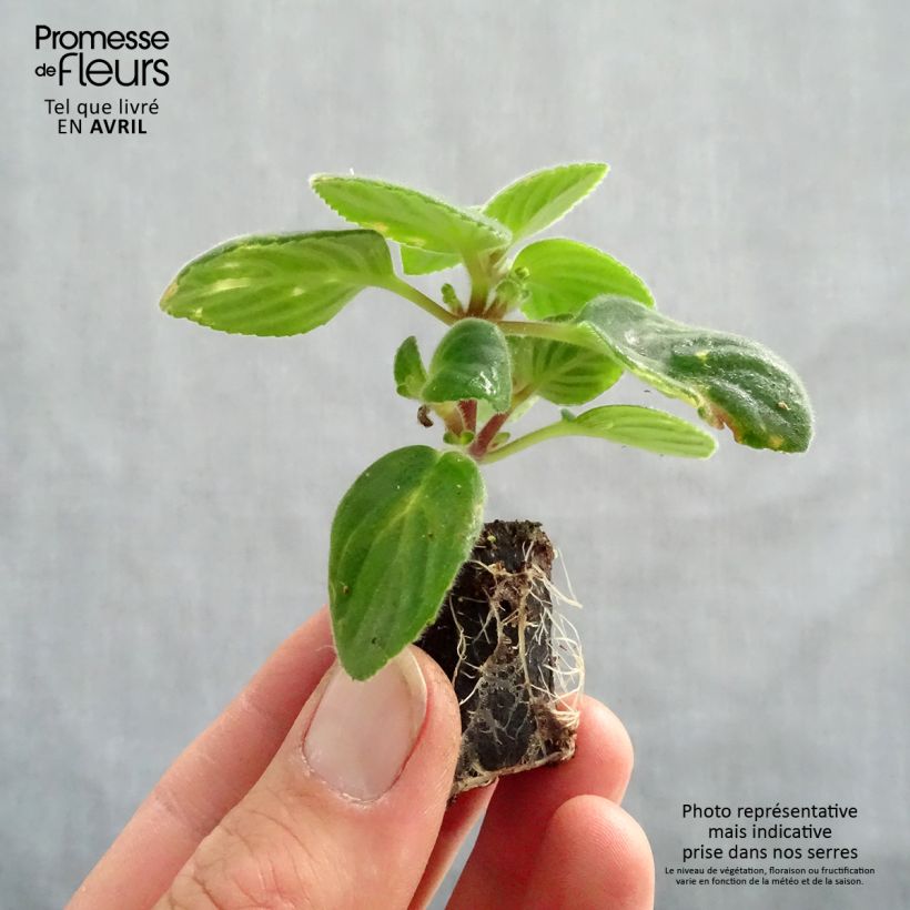 Streptocarpus saxorum Purple minicepellón: Ø 3/4 cm Ejemplar entregado en la primavera